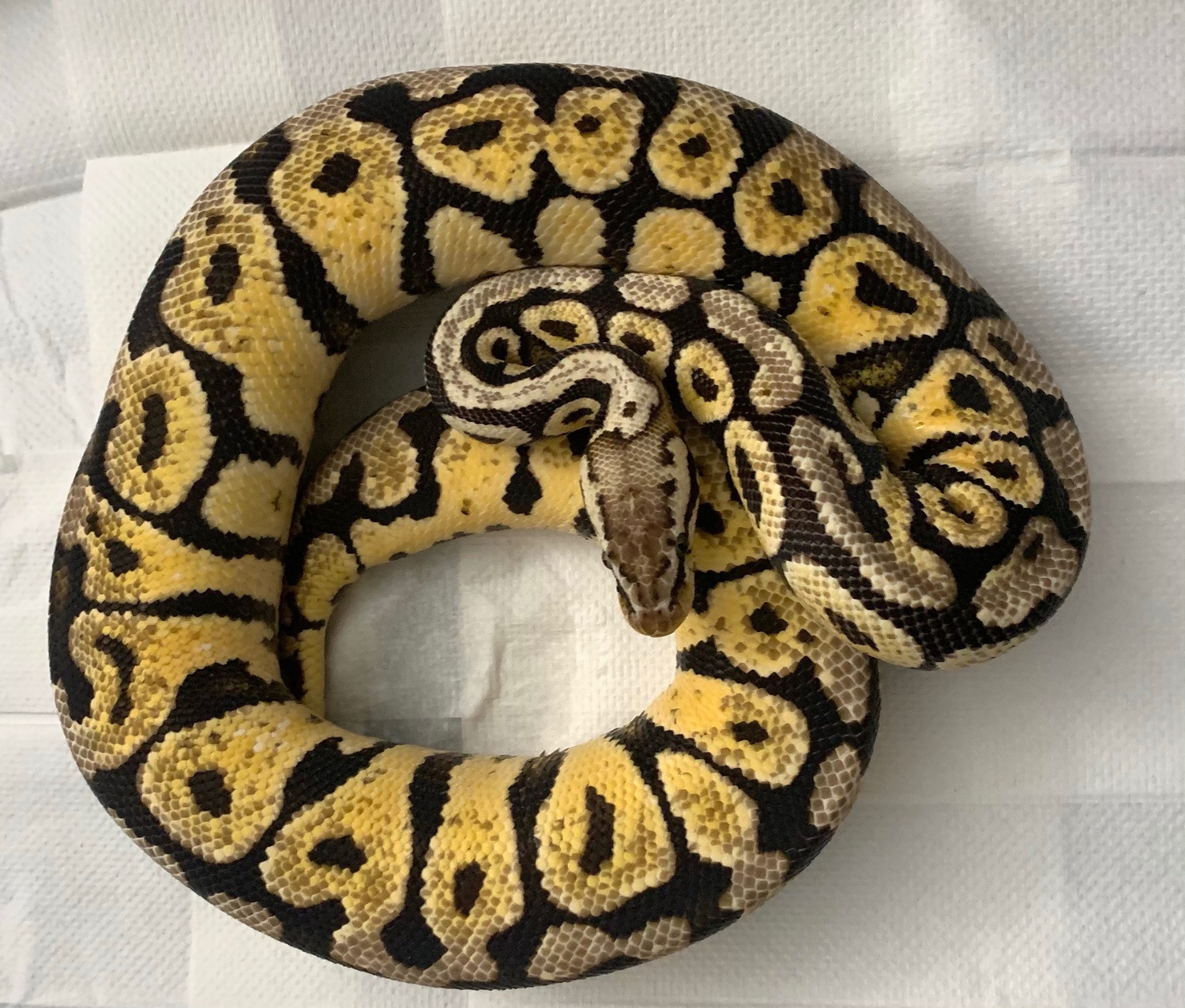 Epic Spotnose Special Ball Python by Babes with Balls USA