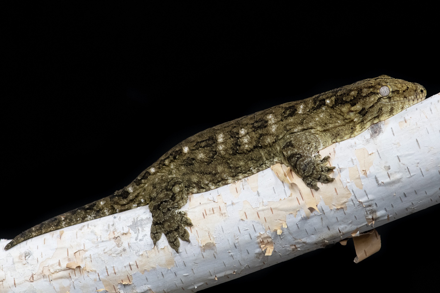 3/4 Yaté 1/4 MCDM Leachianus Gecko by Reptzilla