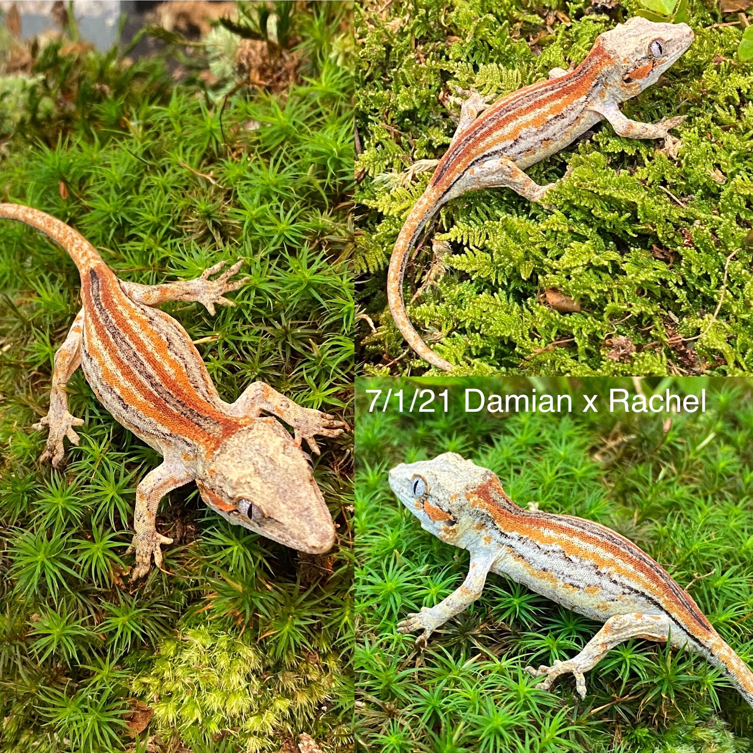 Red And Orange Stripe Damian X Rachel (Phantom Eye) Gargoyle Gecko by Nature Nut Reptiles