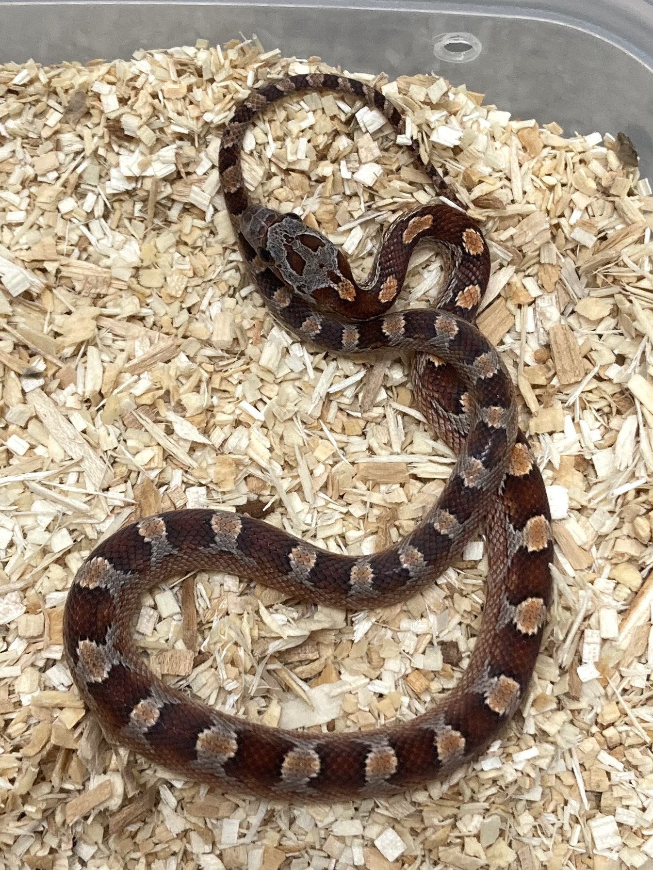 Bloodred Corn Snake by Exotics by Nature Co.