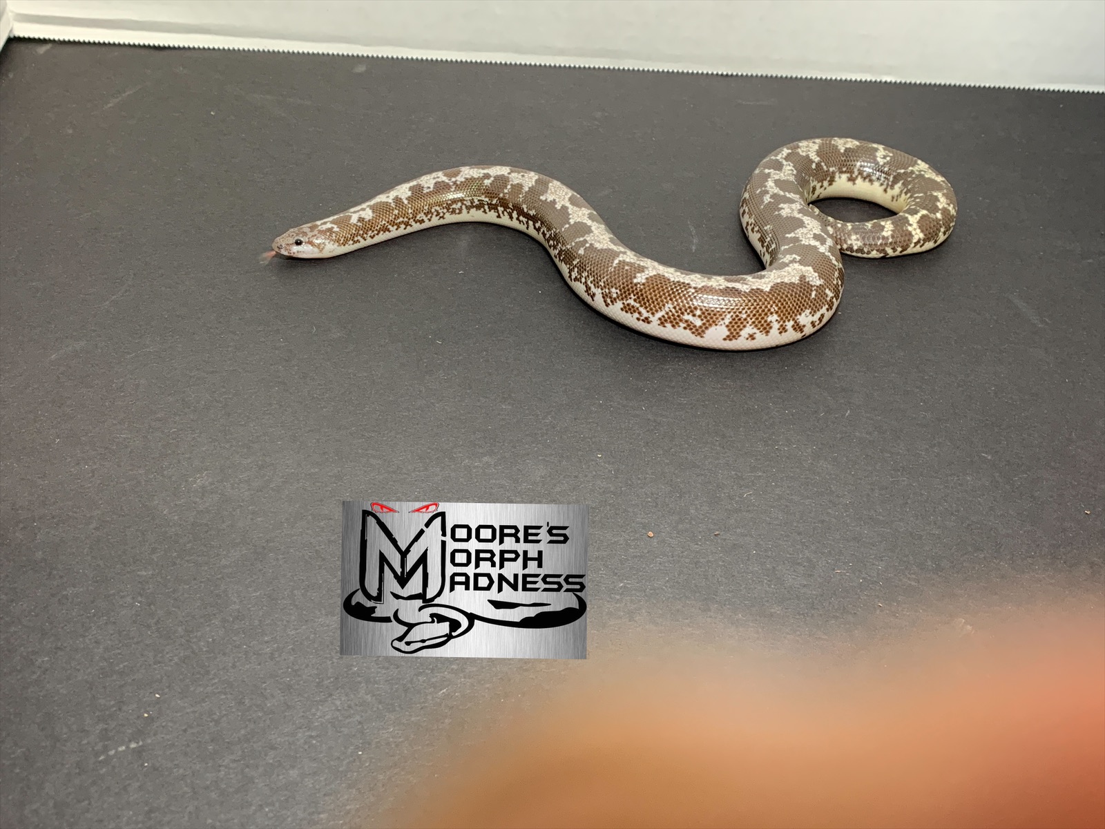 Anery Sand Boa by Moore’s Morph Madness