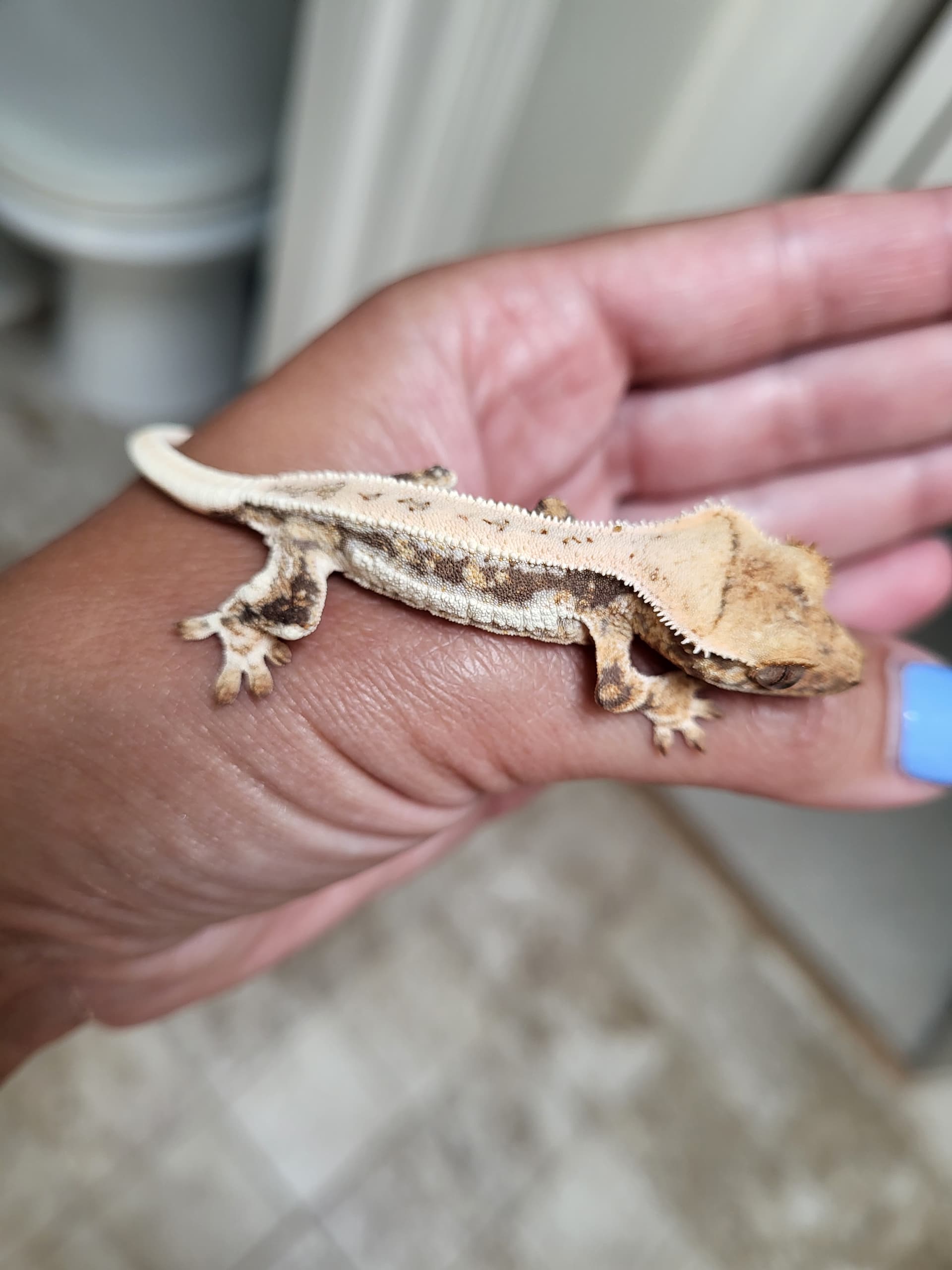 Name these Morphs Round 2 (Sunny and Japser) from Peaches xx Honey - Geckos  - MorphMarket Reptile Community