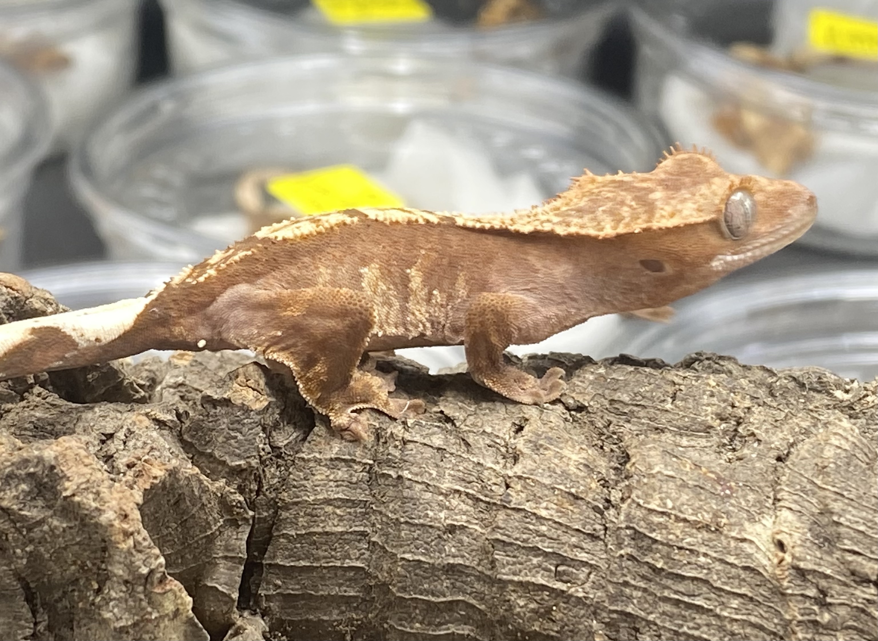Harlequin Partial Pin Crested Gecko by Mitch-A-Tech Geckos