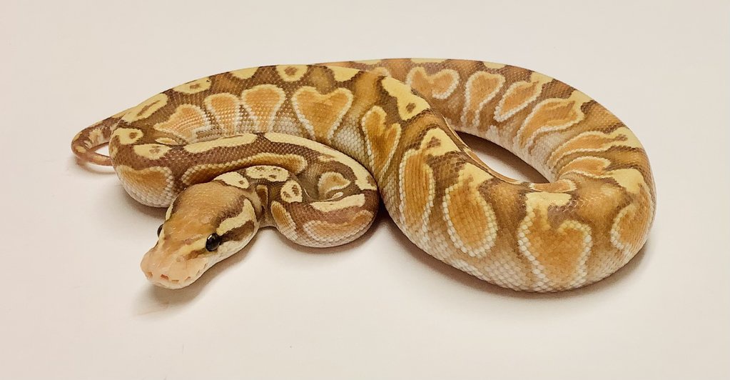 Banana Lesser GHI Ball Python by BHB Reptiles