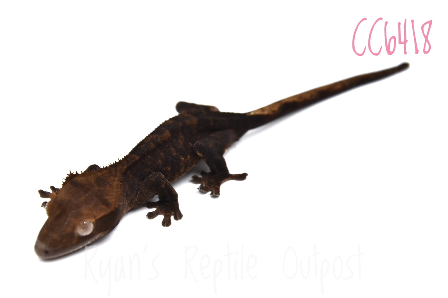 Dark Line Cc6418 Crested Gecko by Ryan's Reptile Outpost1