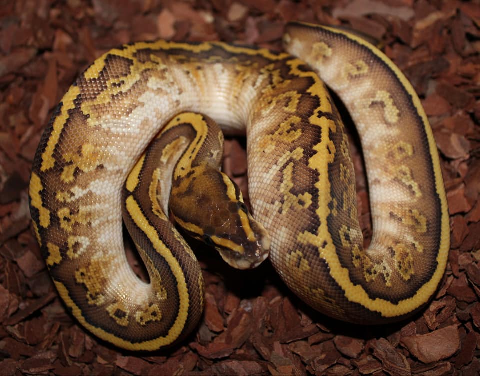 Butter Super Furrow by Ball Python Morphs. Co. Za