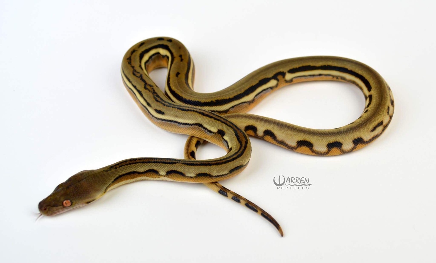 Dwarf Sunstripe Het Renick Ghost Reticulated Python by Warren Reptiles