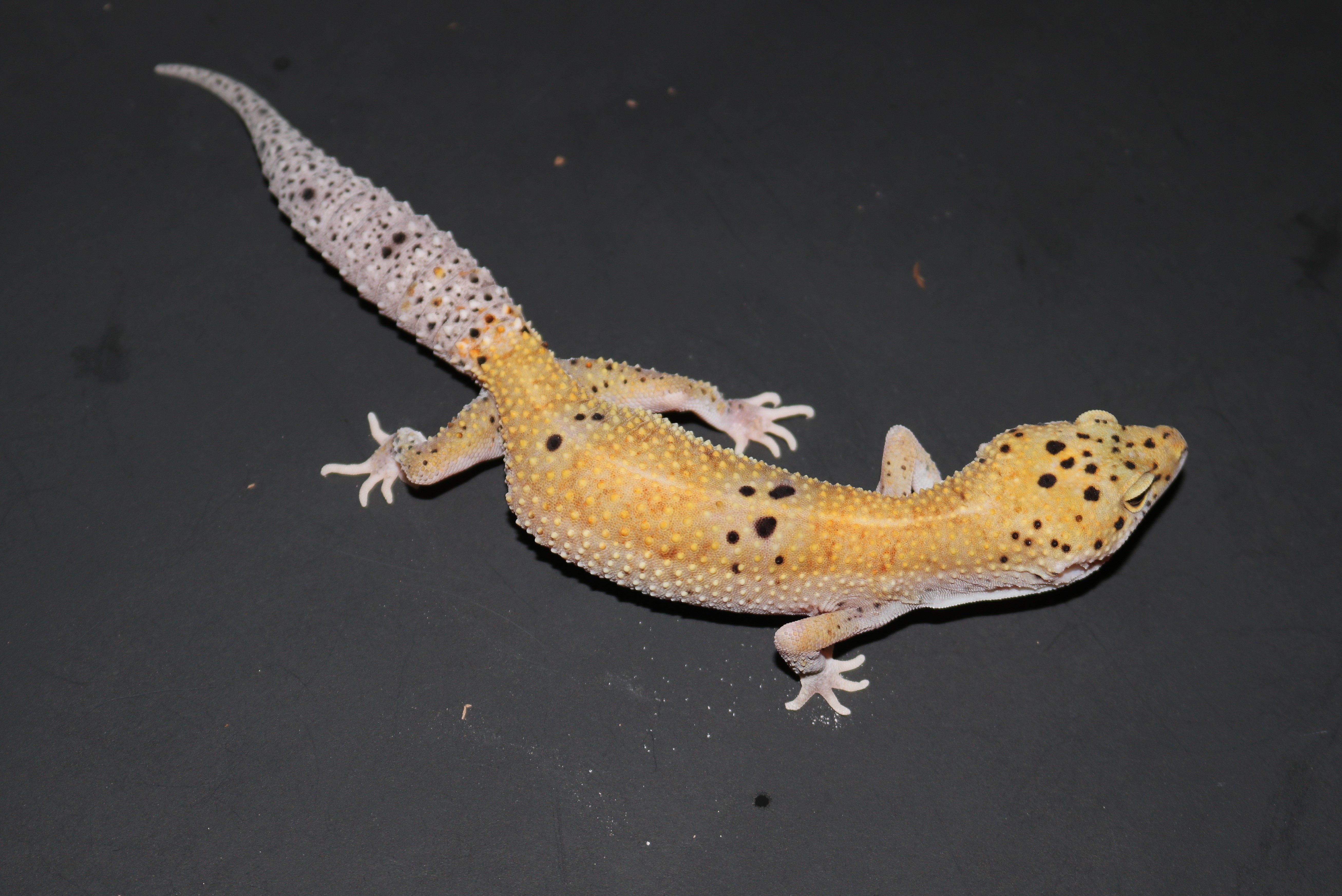 Enigma Leopard Gecko by Wards World Of Reptile Propagation