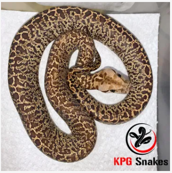 Granite Burmese Python by KPG Snakes
