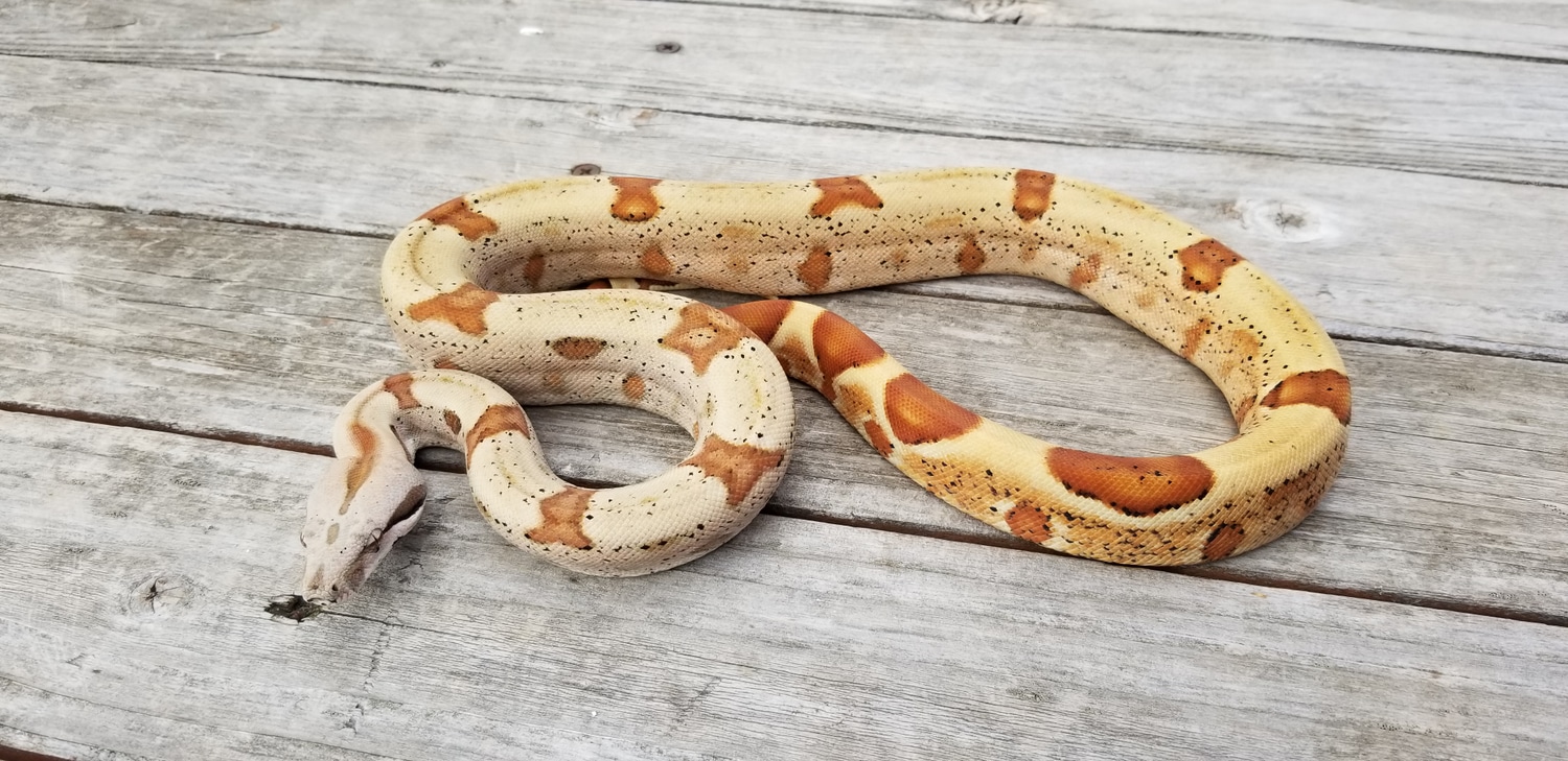 Summit Pastel Salmon Hypo Jungle Pos Het Anery Boa Constrictor by J.C.918Reptiles