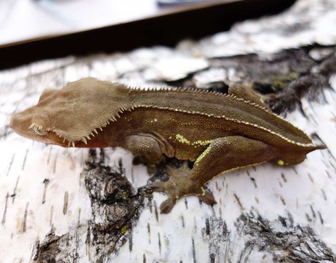 Crowned Crested Gecko by LIL MONSTER REPTILES