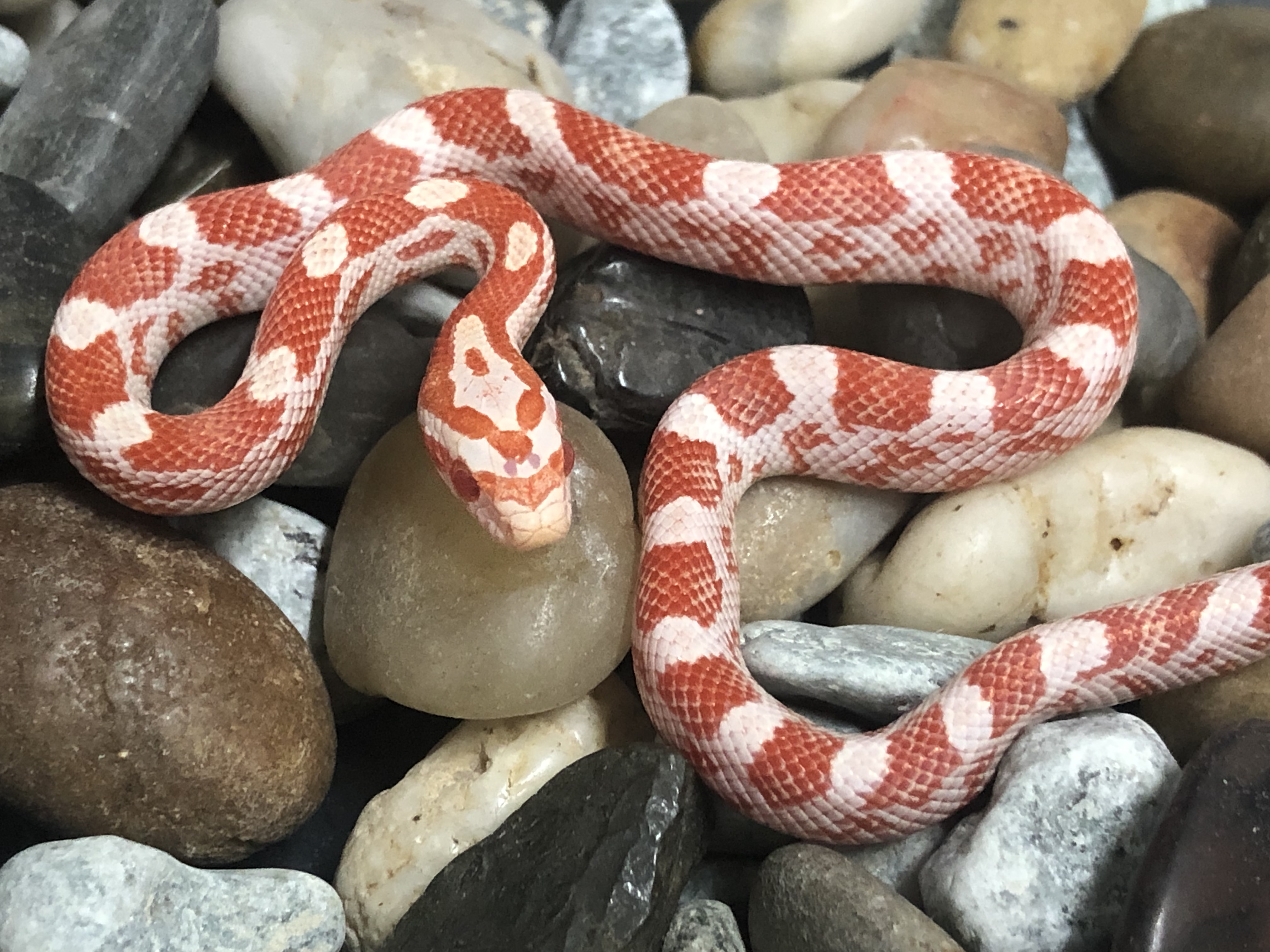 Candycane Corn Snake by Captivating Reptiles LLC