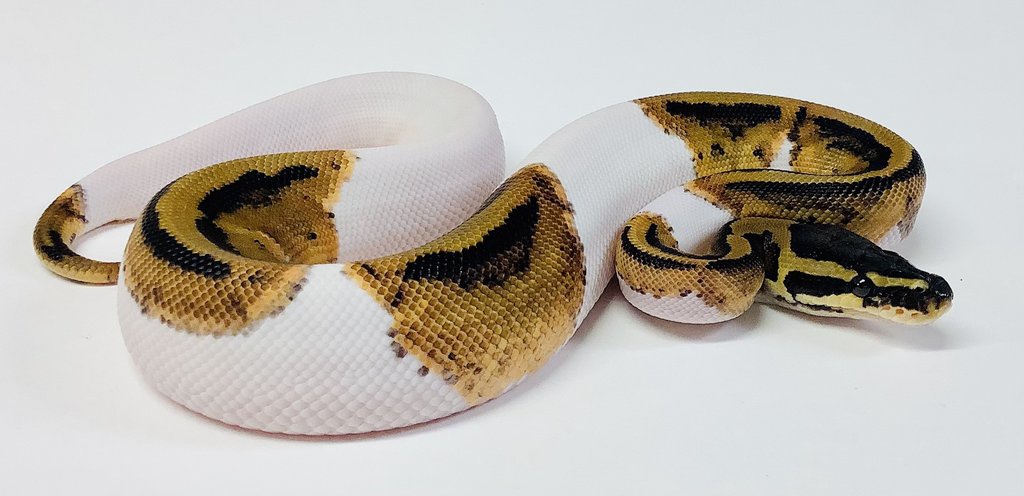 Pied Ball Python by BHB Reptiles