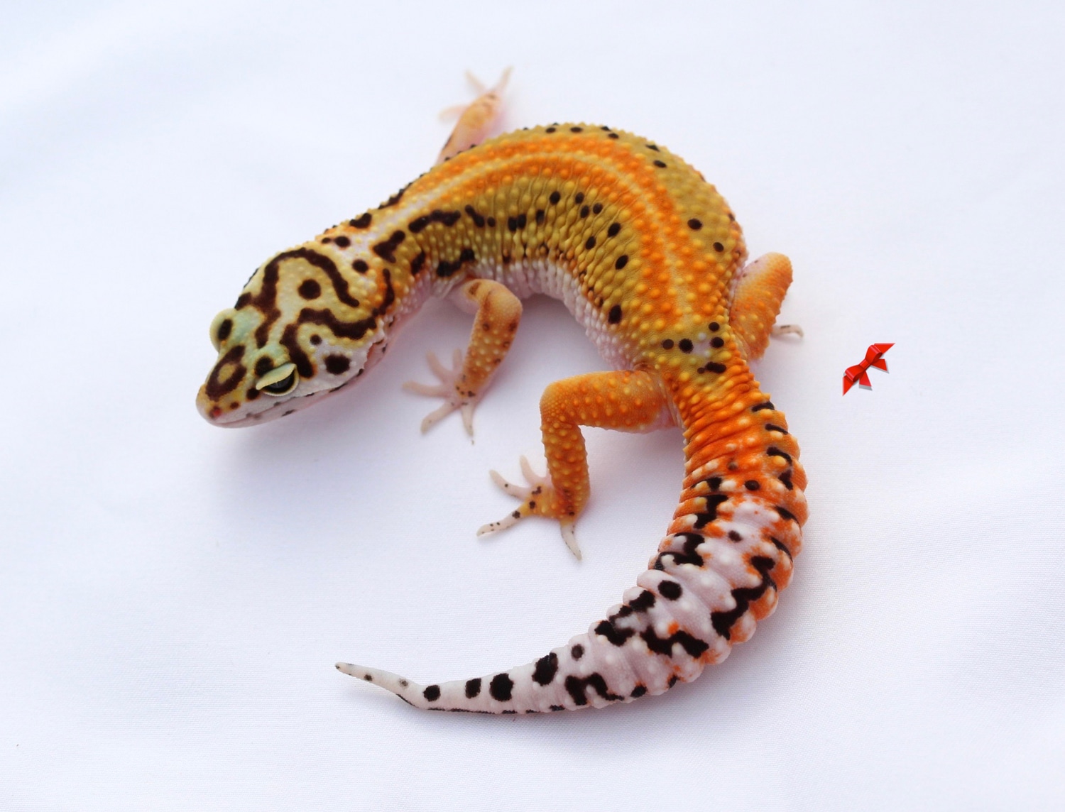 Striped G Project Tangerine, Pos Het Raptor Leopard Gecko by Bold & Bright Geckos