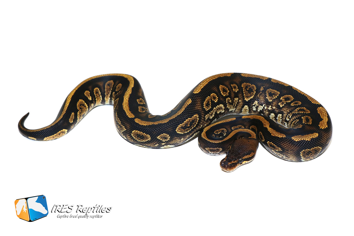 Stranger Ball Python by IRES Reptiles