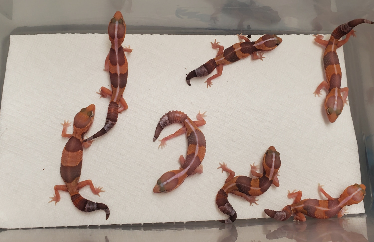 Group of Amel African Fat-Tailed Gecko by Wt Bazaar