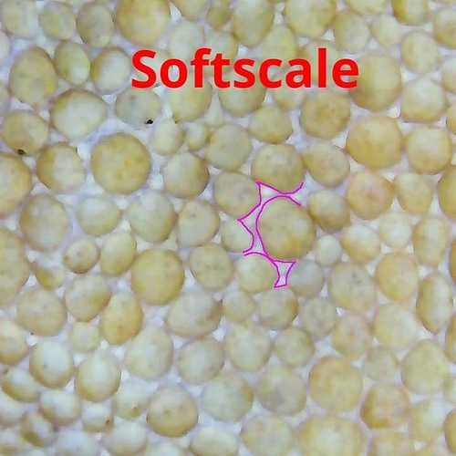 soft scale crestie scales