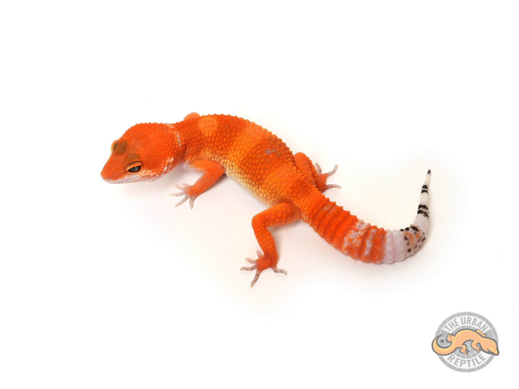 Tangerine Tornado Leopard Gecko by The Urban Reptile