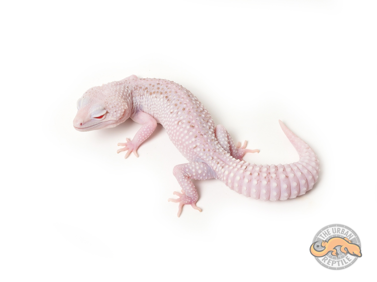 White & Yellow Snow Storm SONAR Leopard Gecko by The Urban Reptile