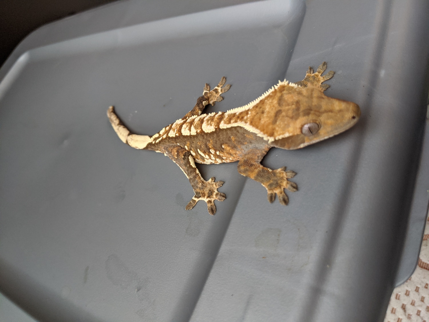 White Tipped Harliquin Crested Gecko by Seldovia's reptiles