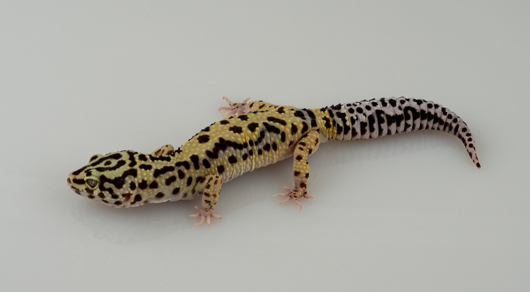 Bold Stripe Leopard Gecko by NoCo Exotics