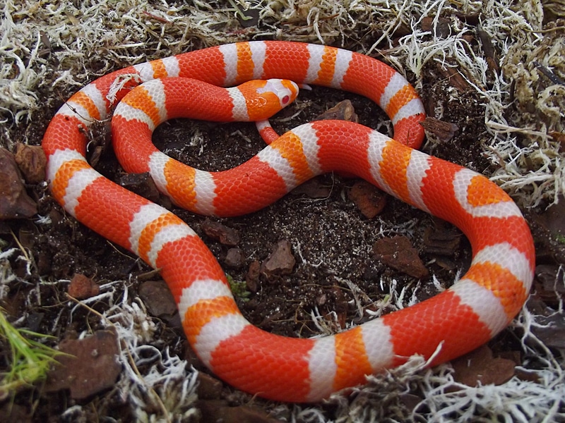 Albino Tangerine Honduran Milk Snake by Snakes 'N' Adders
