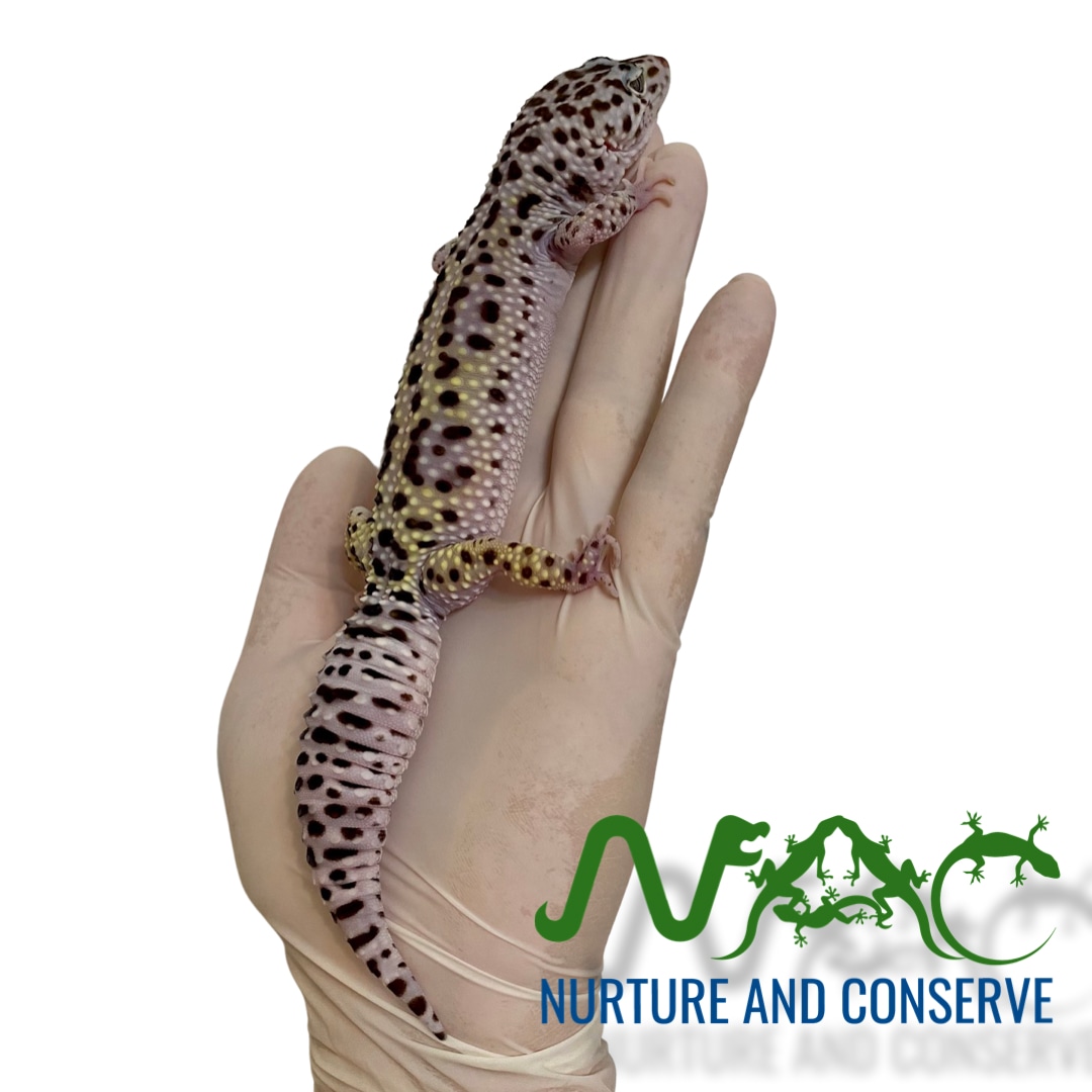 Lavender Tug Snow Leopard Gecko by Nurture and Conserve