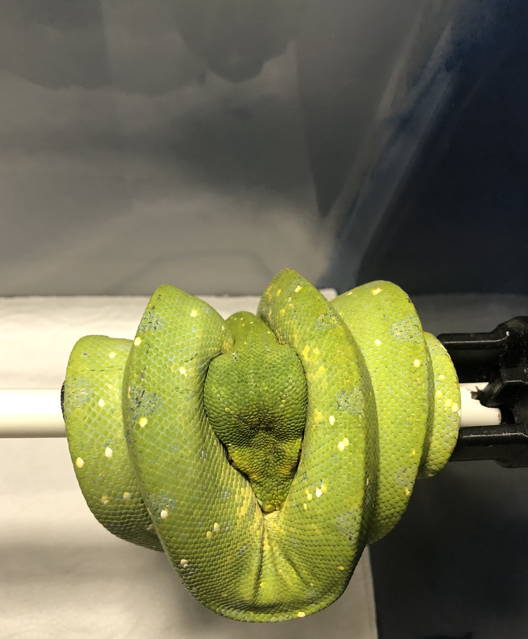 Male Biak Green Tree Python by Mile high chondros