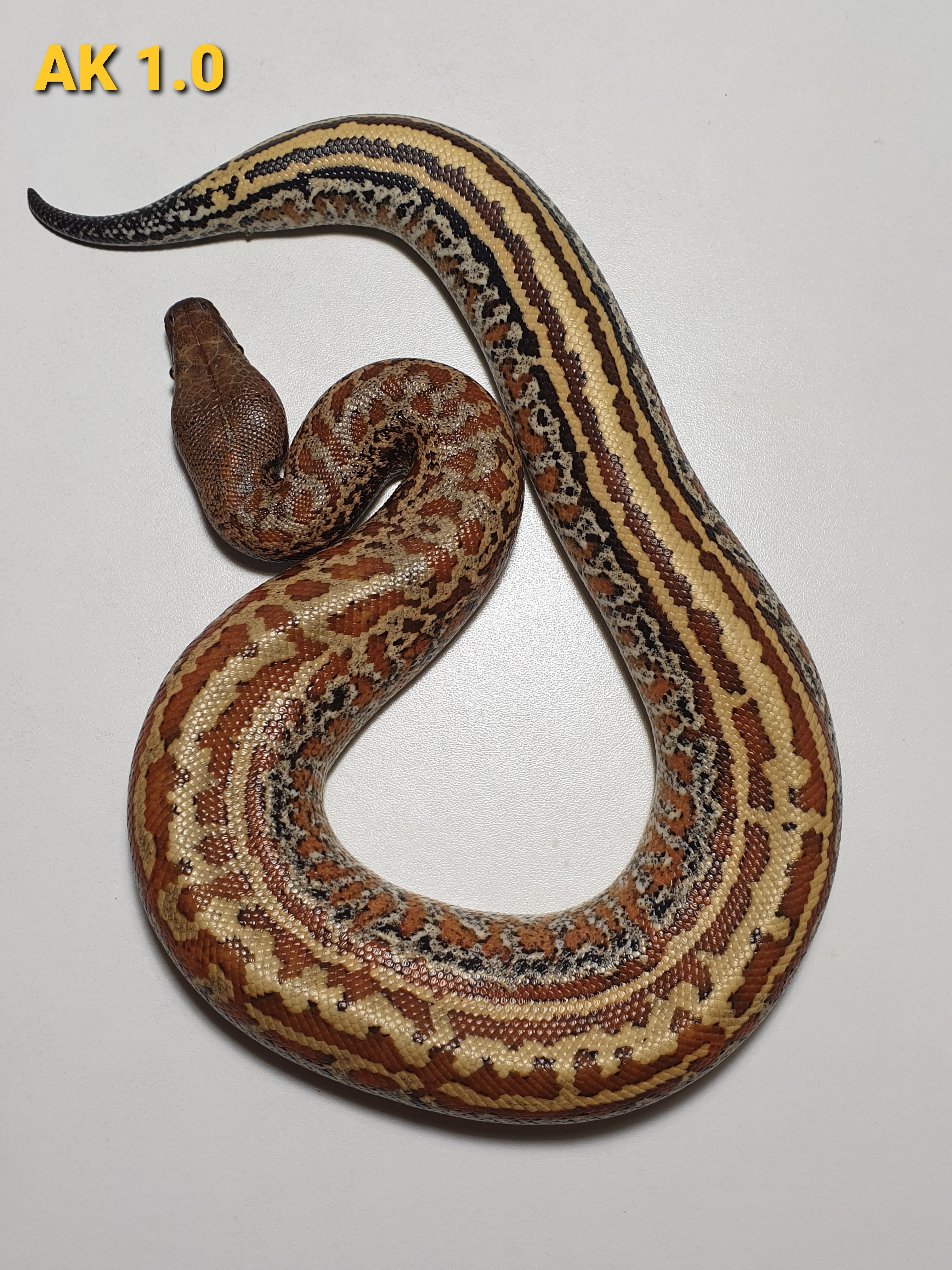 Batik Blood Python by BloodyDutch Blood Pythons