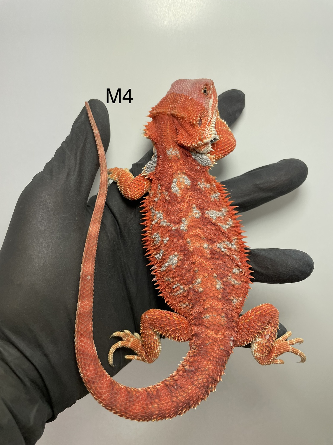 Extreme Red Blue Tiger Hypo 50% Het Trans Central Bearded Dragon by DD-Reptiles