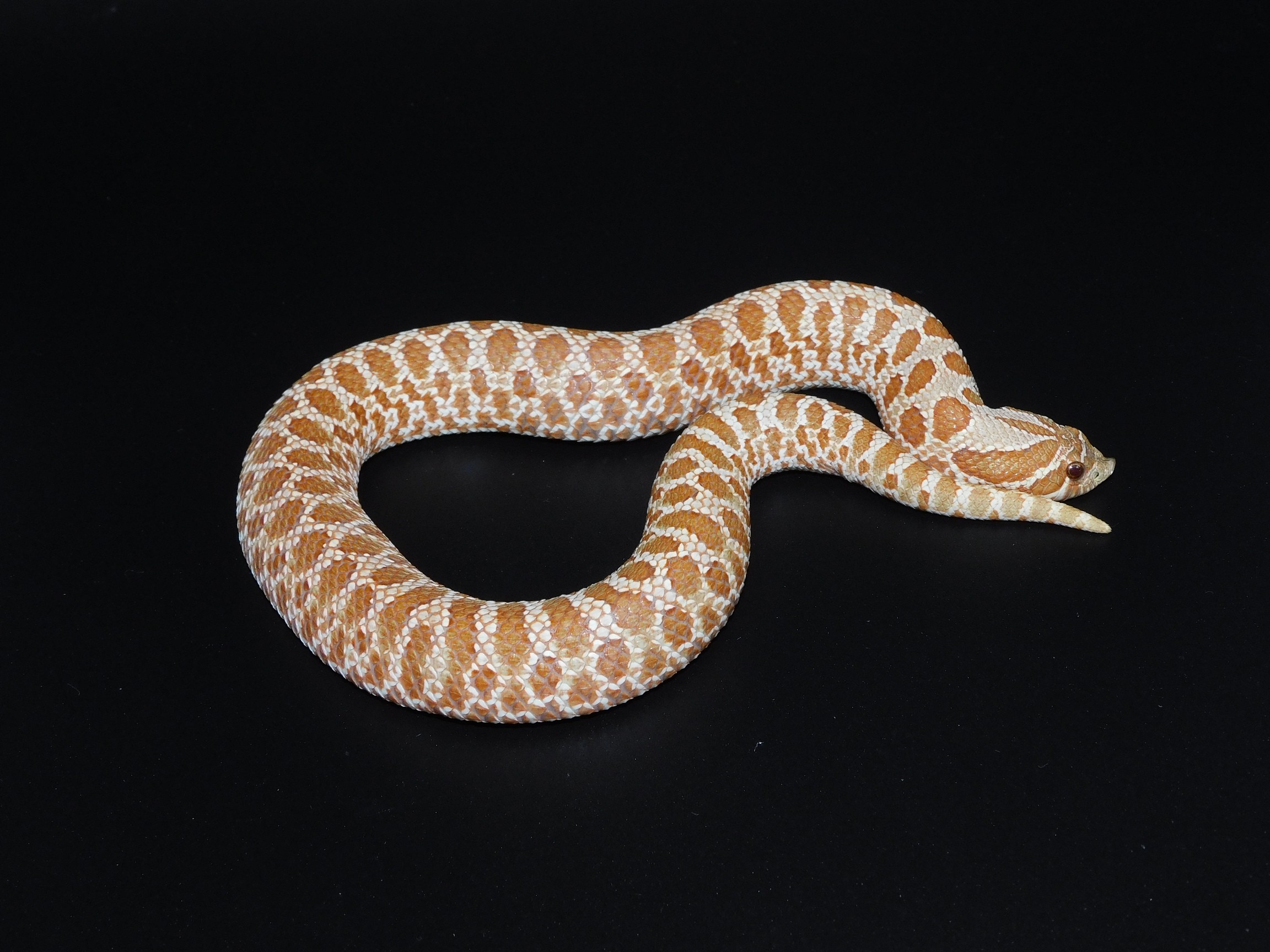 Evans Hypo Western Hognose by GSL Reptiles