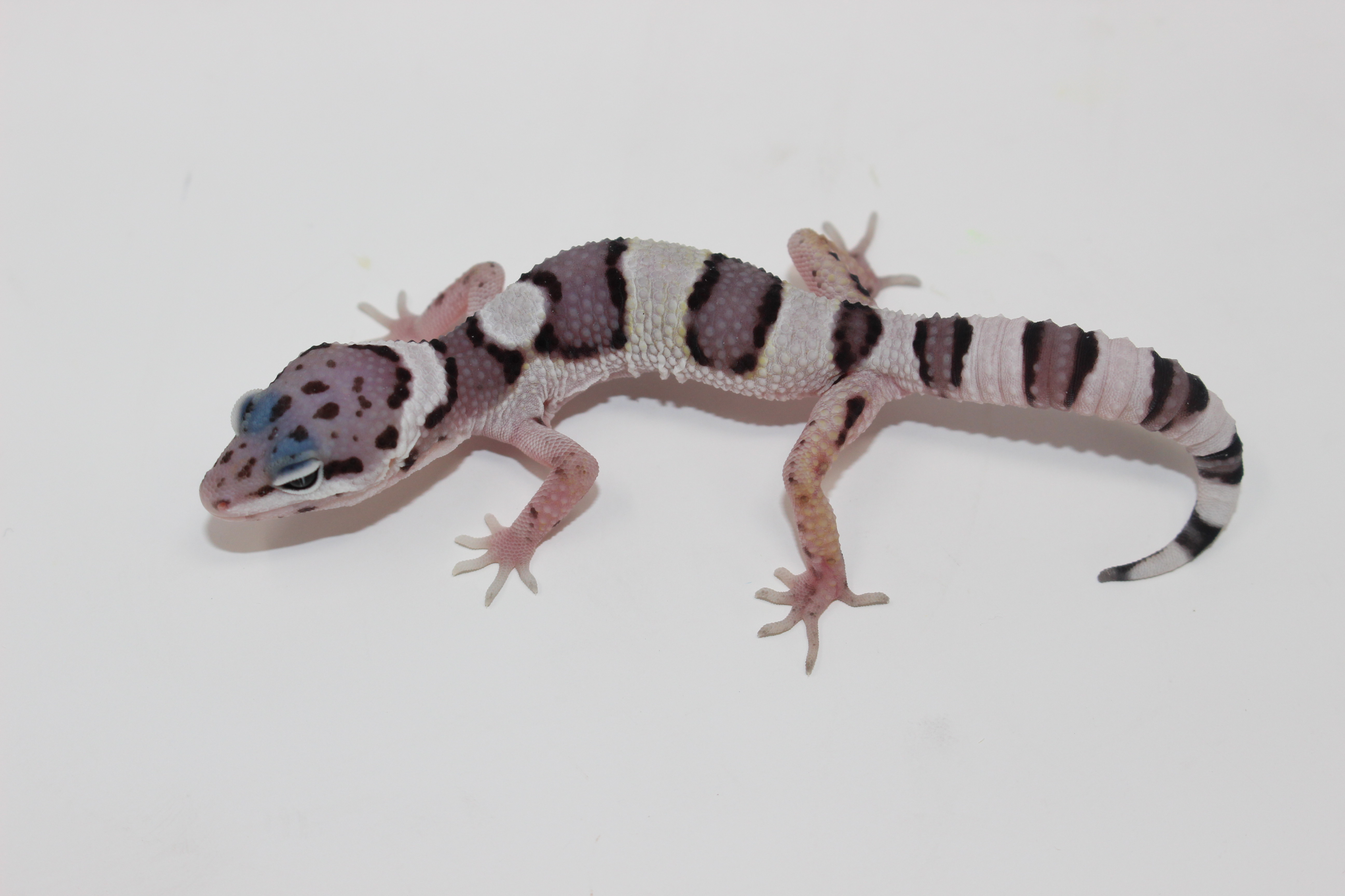 Mack Snow Leopard Gecko by Imperial Reptiles & Exotics, LLC