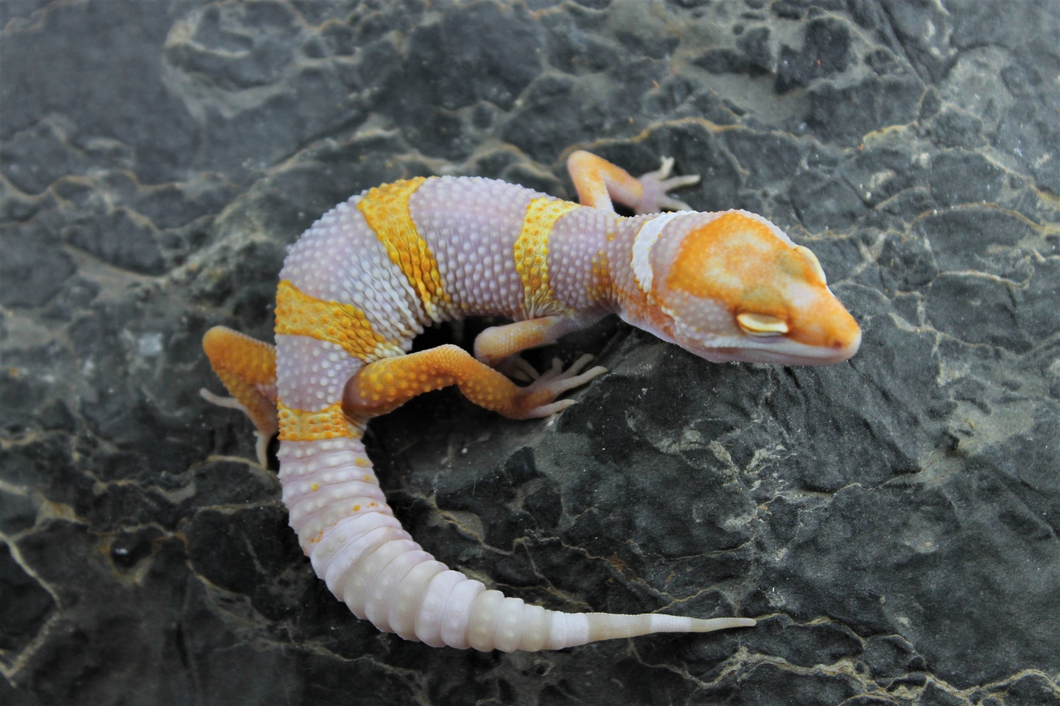 Atomic G X Super Blood/copper Leopard Gecko by Ramsey’s Reptiles