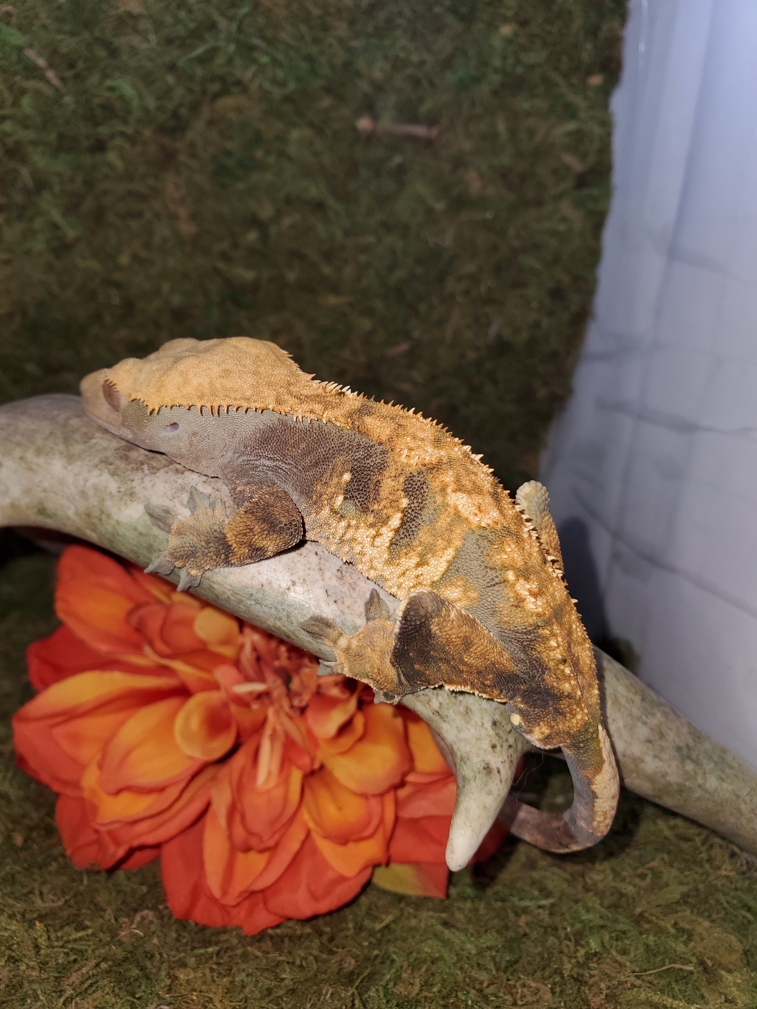 Tri Color Crested Gecko by Crow River Cresteds
