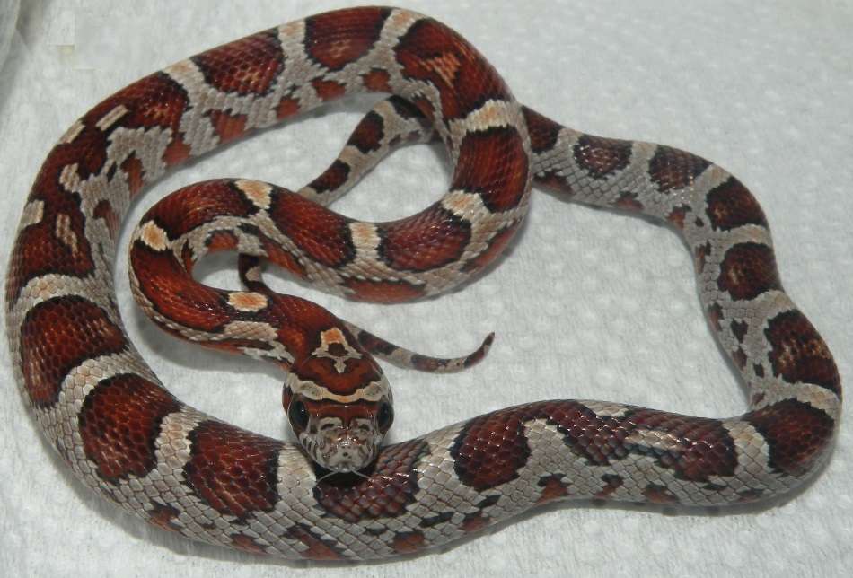 Miami Corn Snake by Coldblooded Novelties