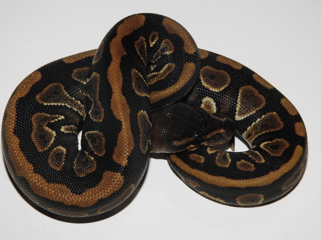 Cinder Ball Python by Ozzy Boids LLC