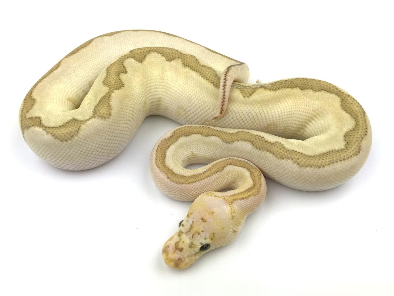 Bamboo Clown Ball Python by Royal Constrictor Designs