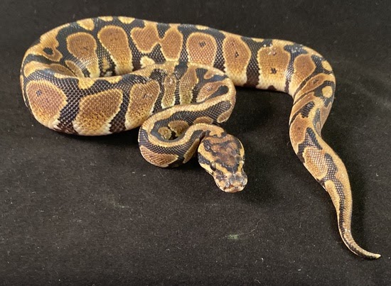 Spotnose By Royal racks and morphs