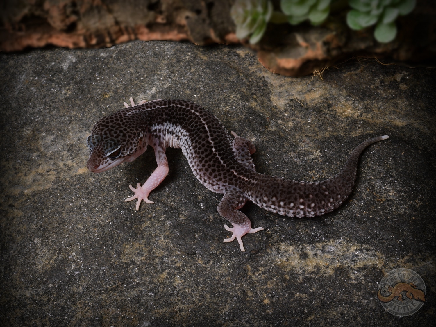 Black Night Total Eclipse Leopard Gecko by The Urban Reptile