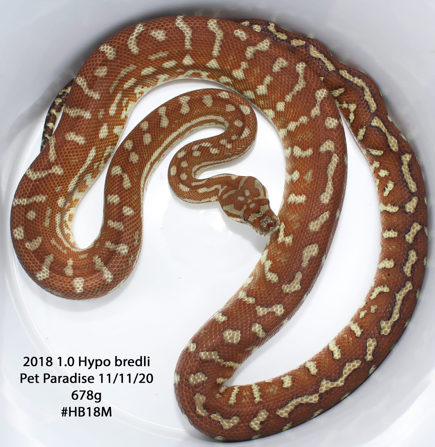 Hypo Bredli Centralian Carpet Python by Pet Paradise
