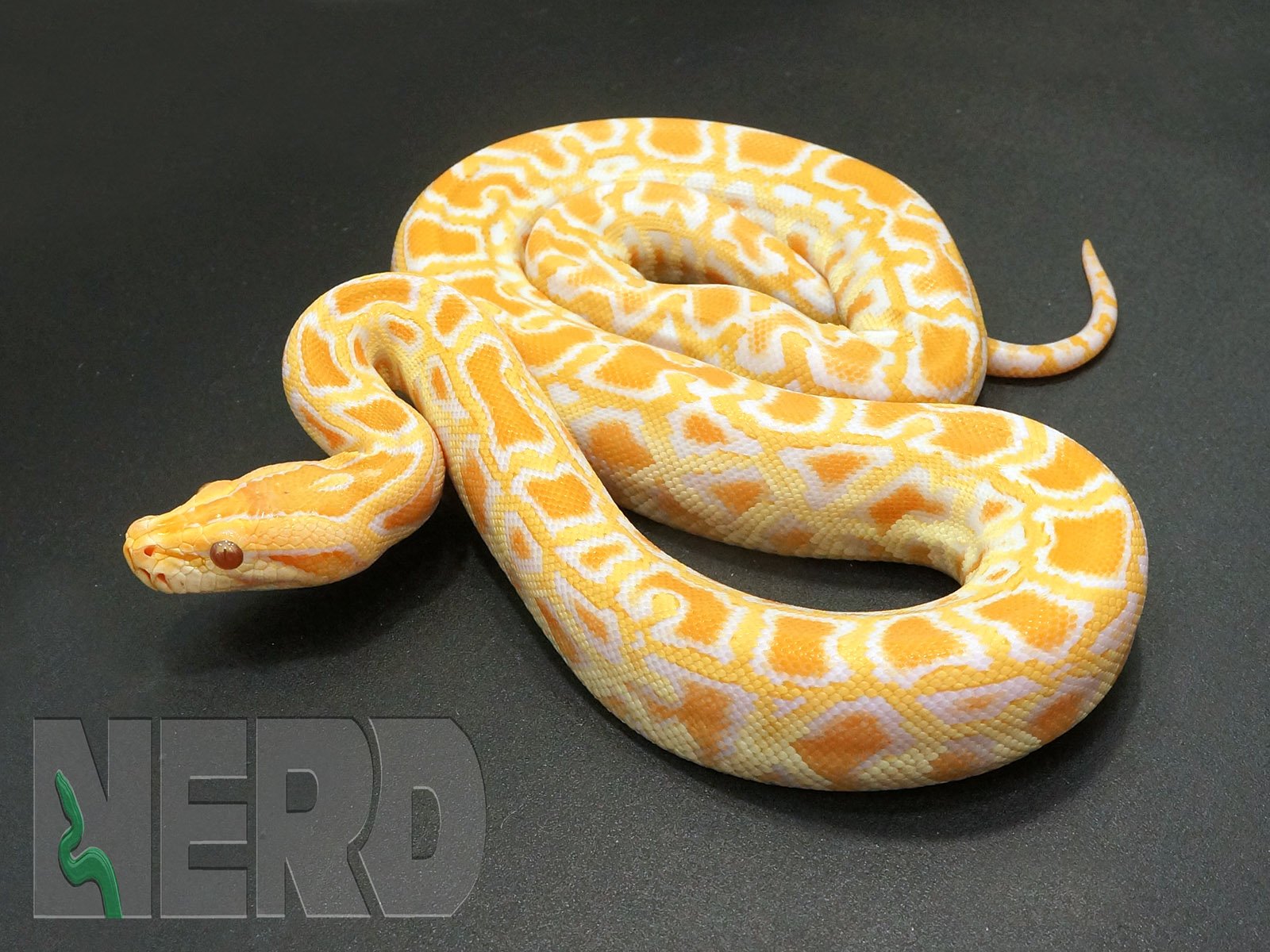 Albino Burmese Python by New England Reptile Distributors