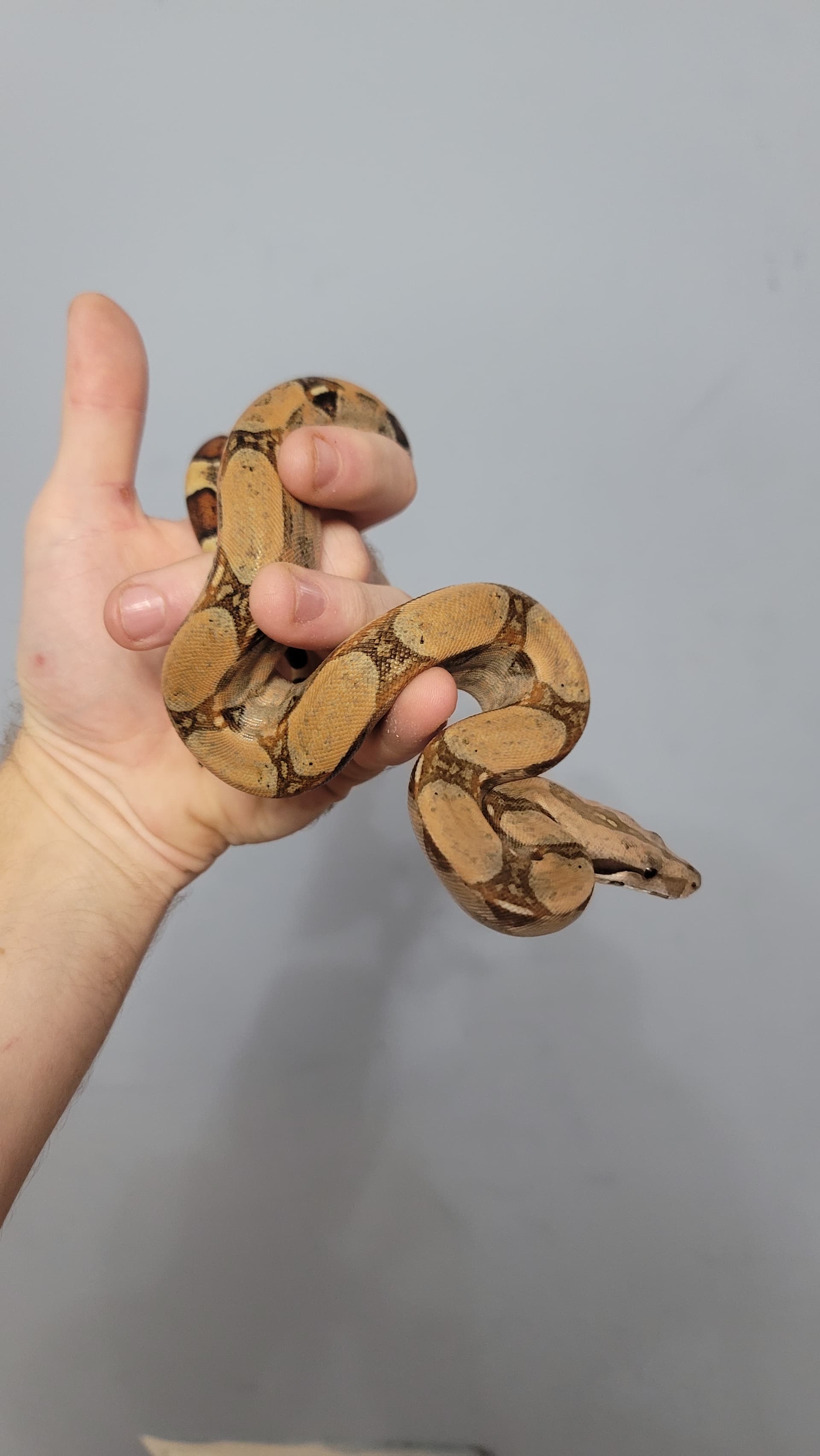 Best Boa Locale for Beginners - Boa Constrictors - MorphMarket