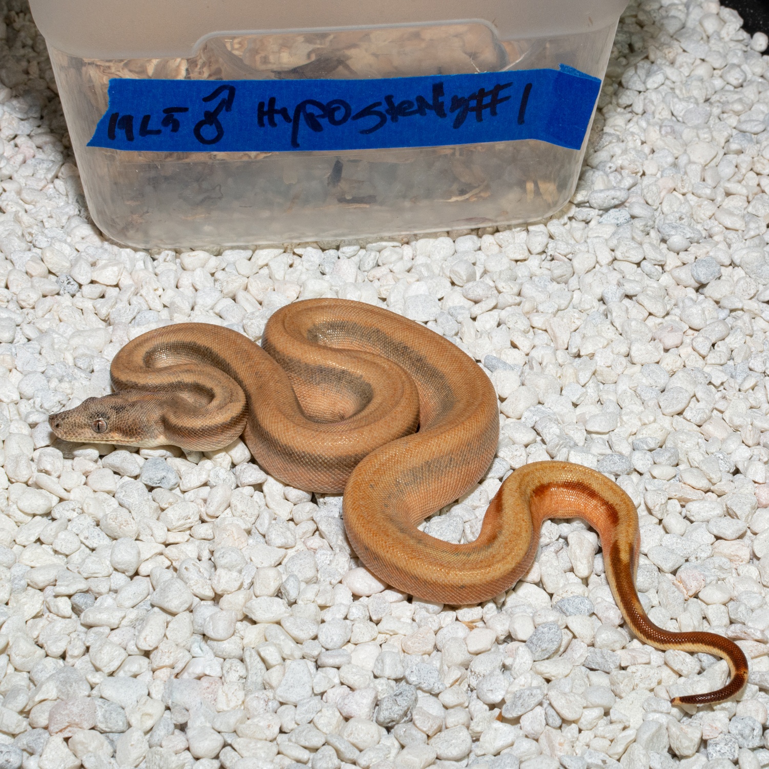 Hypo Sterling Boa Constrictor by Mainely Boas