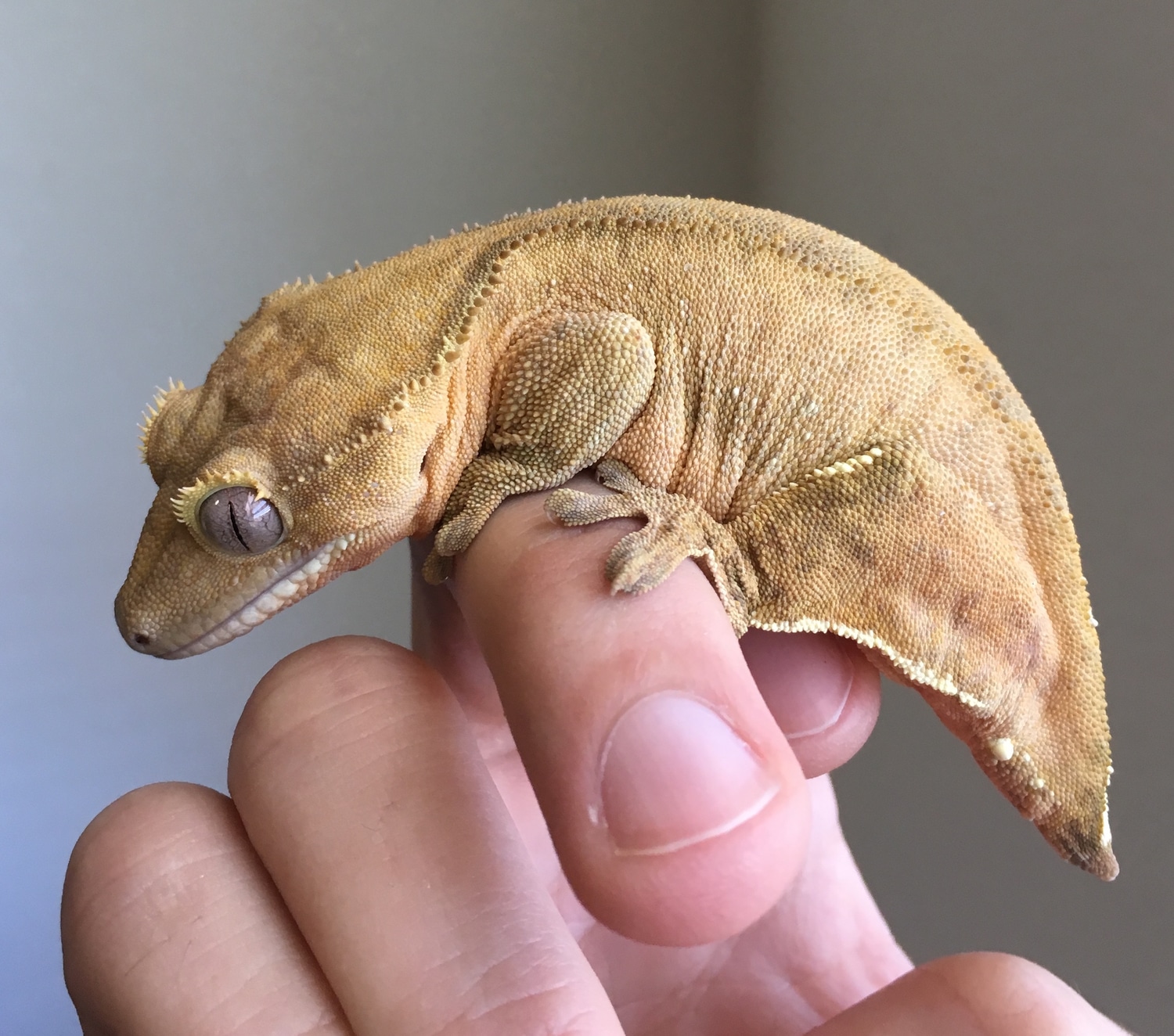 Orange Phantom Patternless Crested Gecko by Contagious Cresties