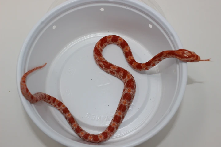 Albino Corn Snake by Imperial Reptiles & Exotics, LLC