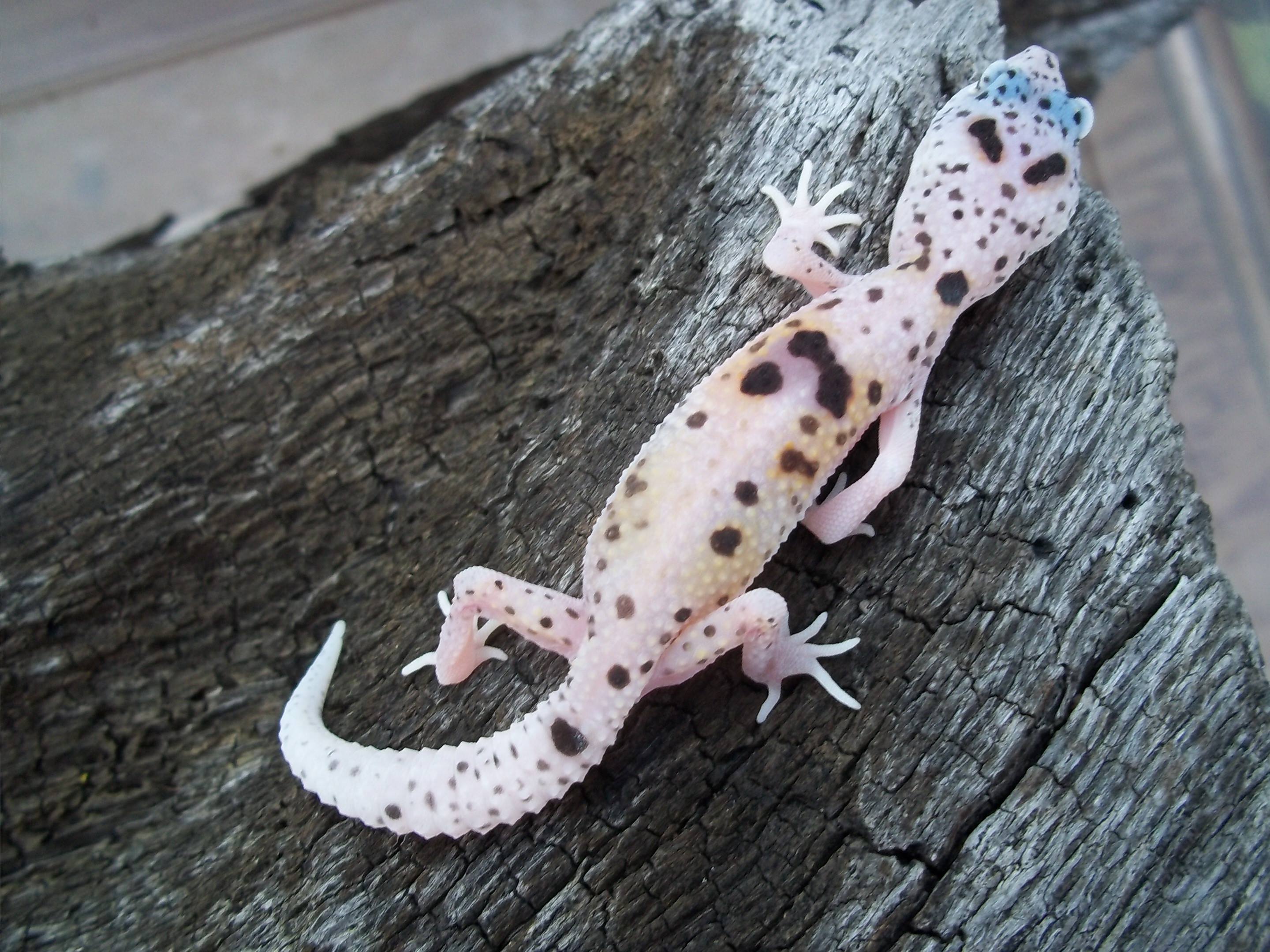 Pet Only Leopard Gecko by Absinthe Reptiles
