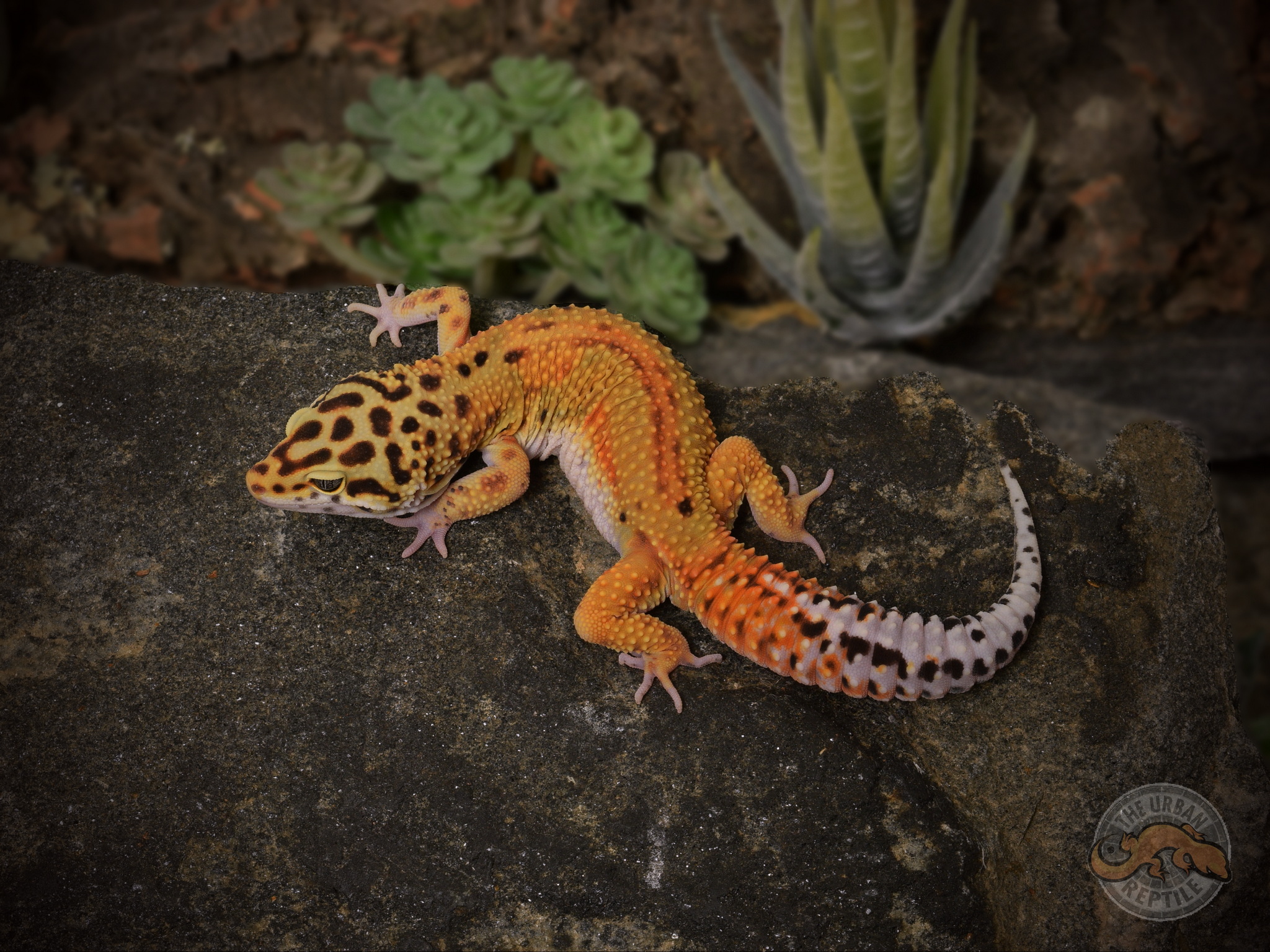 Red Stripe Leopard Gecko by The Urban Reptile