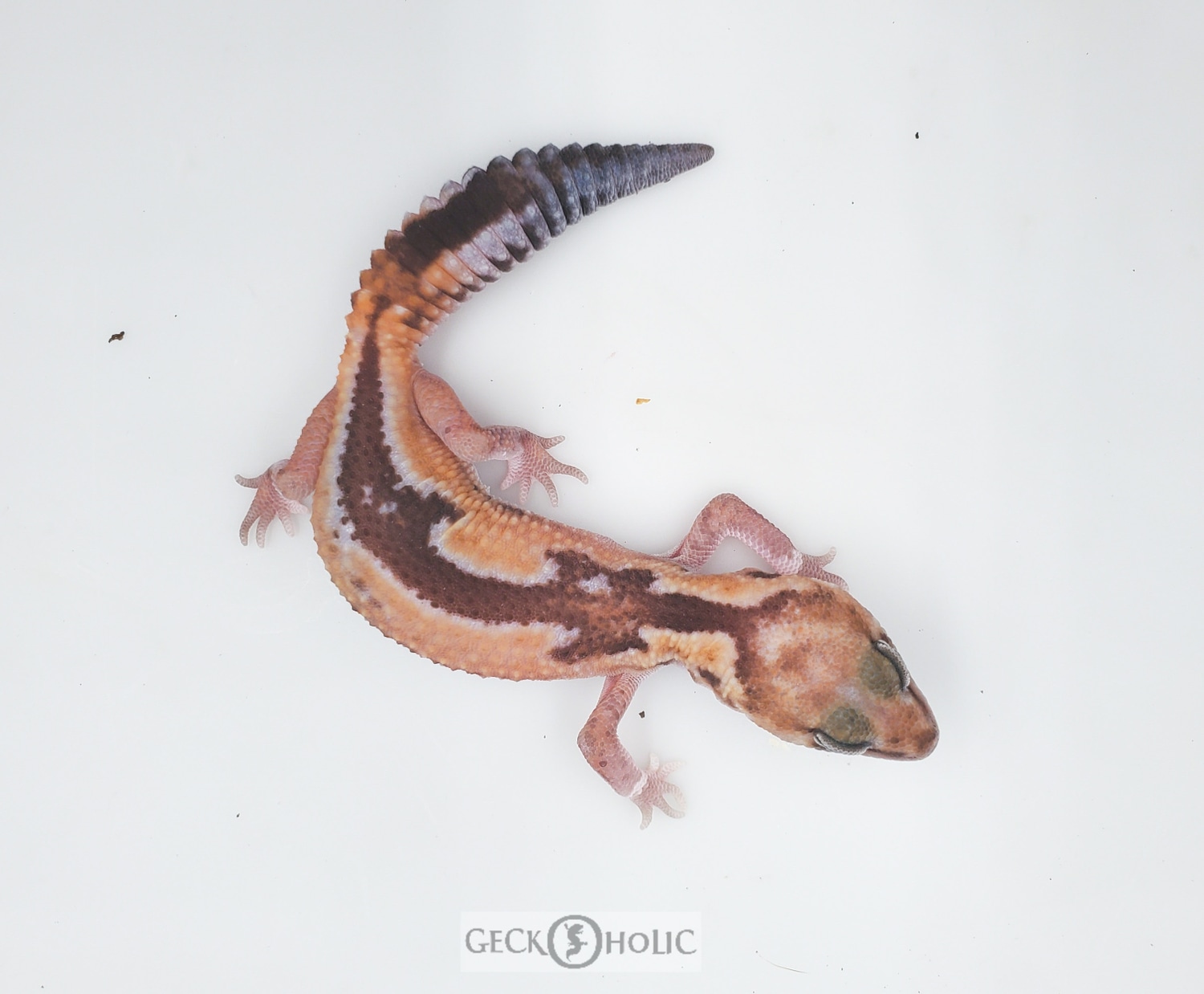 Zulu 100% Het Caramel African Fat-Tailed Gecko by Geckoholic
