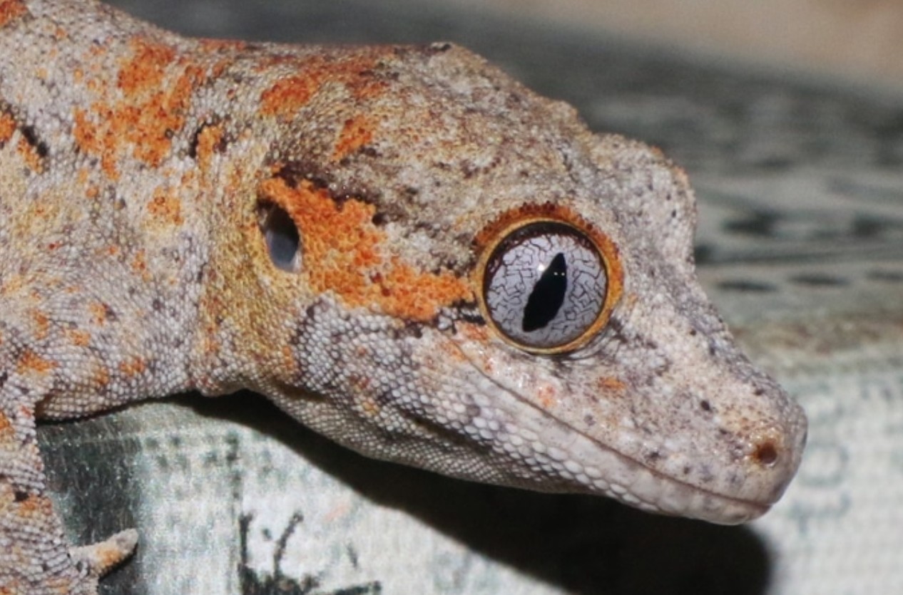 "Resocortol" Orange Blotch Banded Reticulated Alterna Gargoyle Gecko by Gargoyle Queen Reptiles