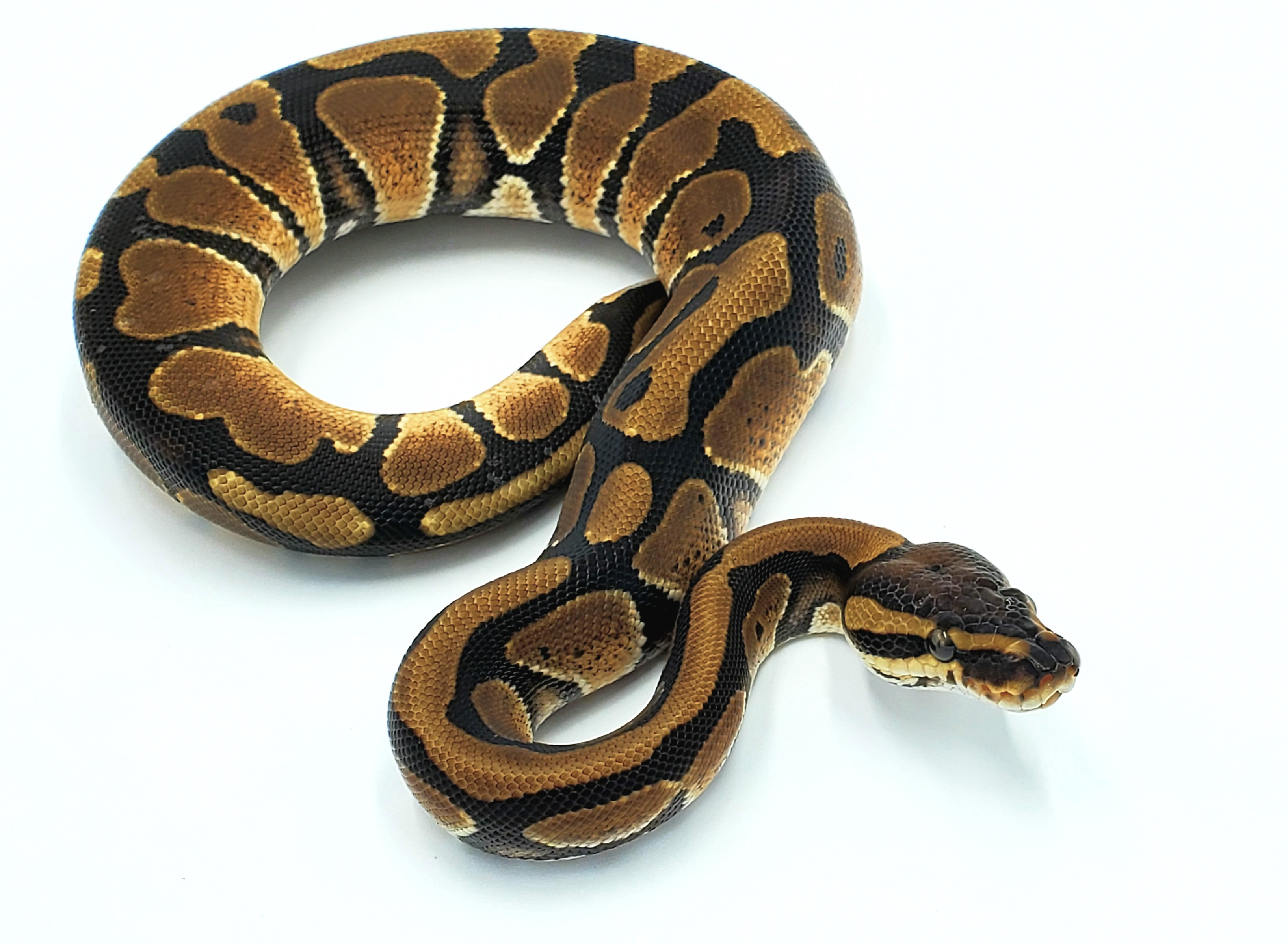 X-Treme Gene Ball Python by Scaled Creations